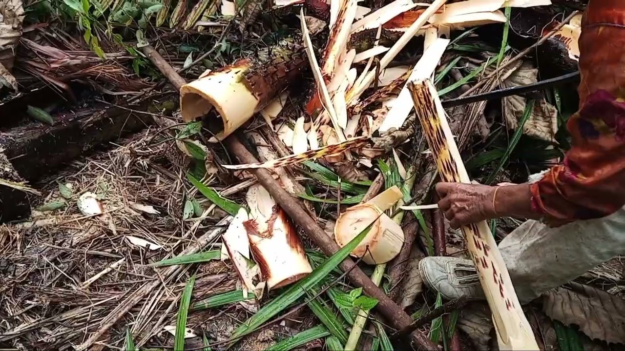 Terpaksa pergi  tempat lain ambil umbut pantu di sebabkan air deras sungai 