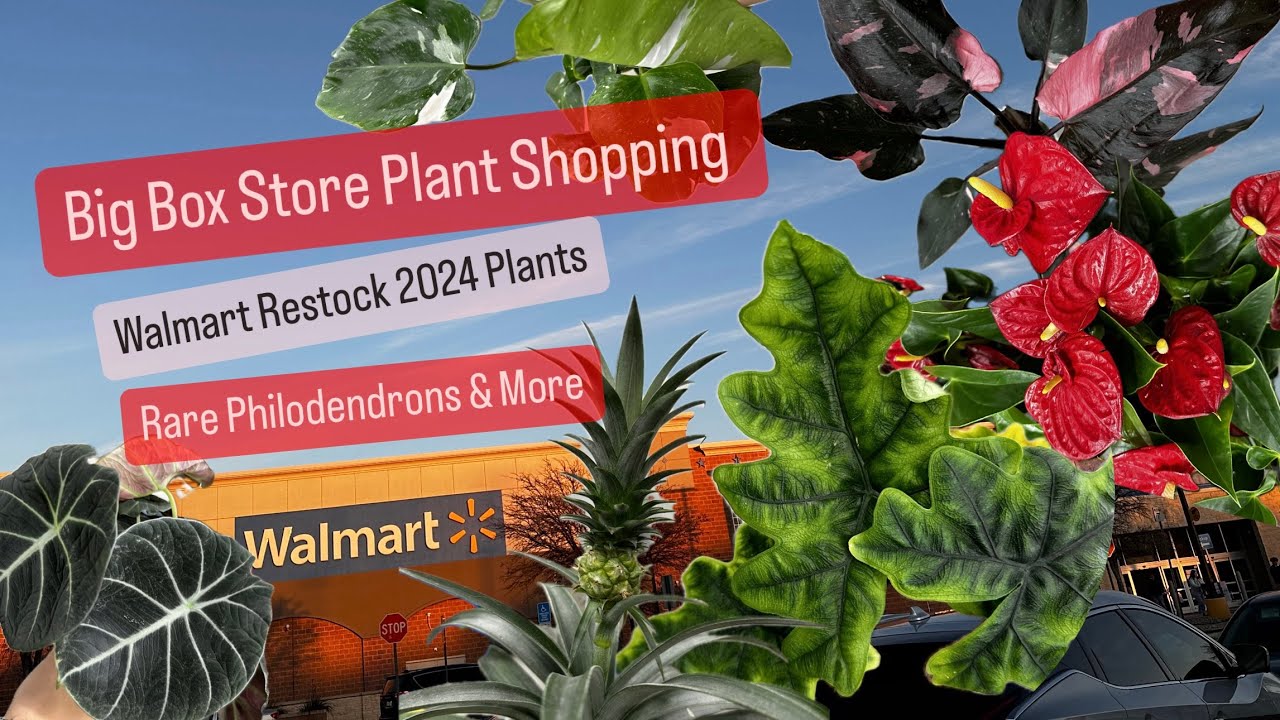 Big Box Store Plant Shopping Walmart Rare Philodendron Restock 2024 New Plants