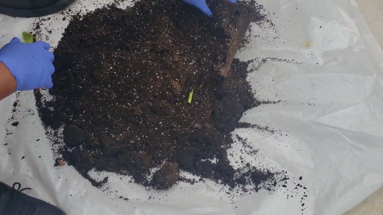 First Ever Potato Harvest/Reveal 5/12/24