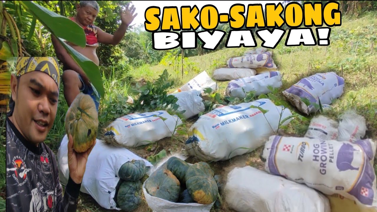 PINAKAMARAMING HARVEST NG AMING MGA KALABASA! || THIRD HARVEST @burdzjason2097 