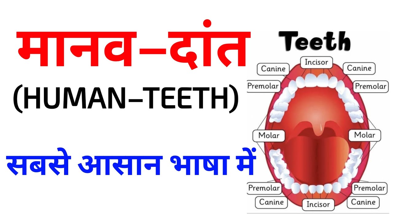 मानव–दांत।। HUMAN TEETH।। Biology।। मानव दांत की संरचना।। #biology 