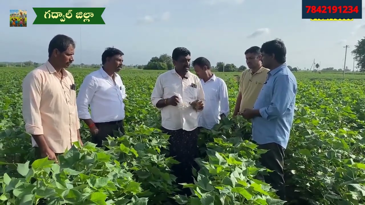 Agrishine వారి విఖ్యాత ఒక్కటే అన్నిటికీ 7842191234 #agrishine #cottoncrop #farmer