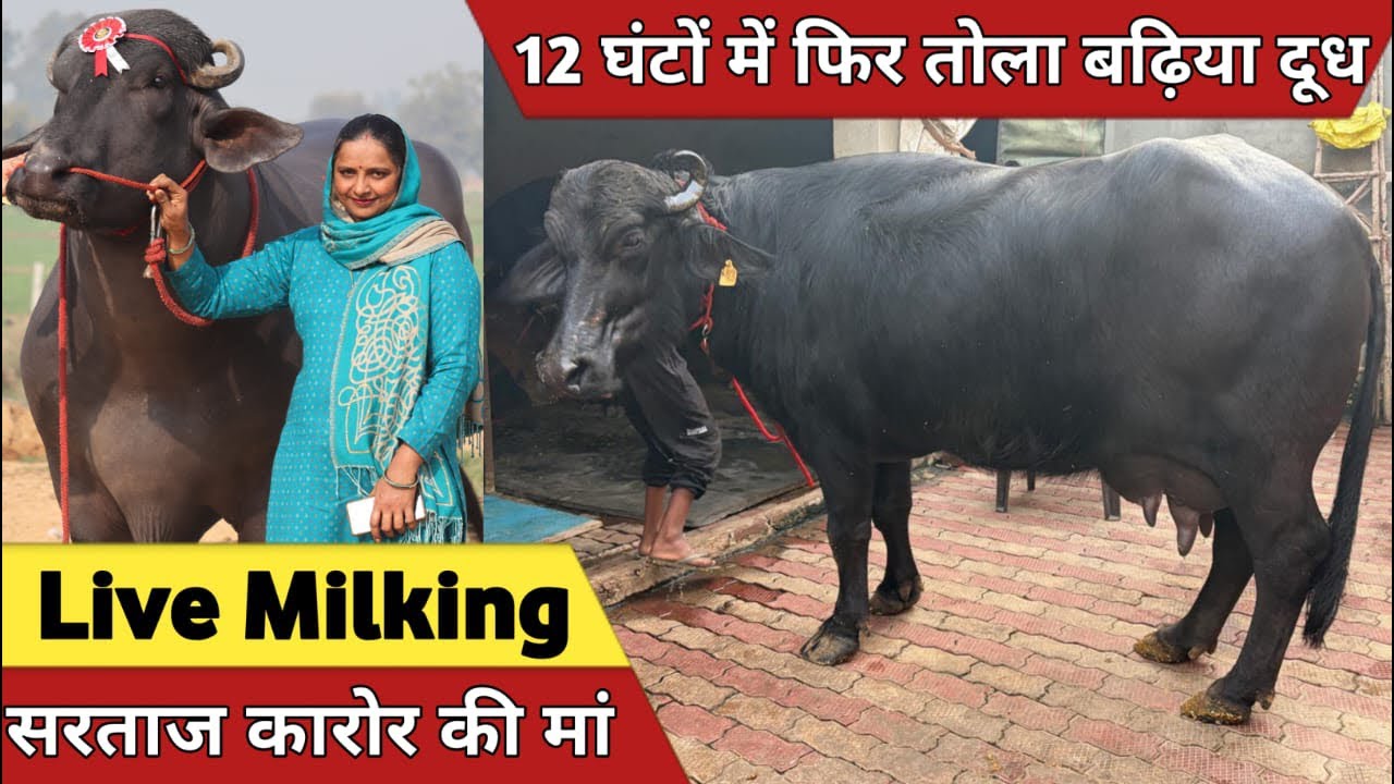 फिर तोला बढ़िया दूध, 2nd Live Milking (चैंपियन सरताज कारोर की मां) at Neeraj Malik Farm (7015870081)