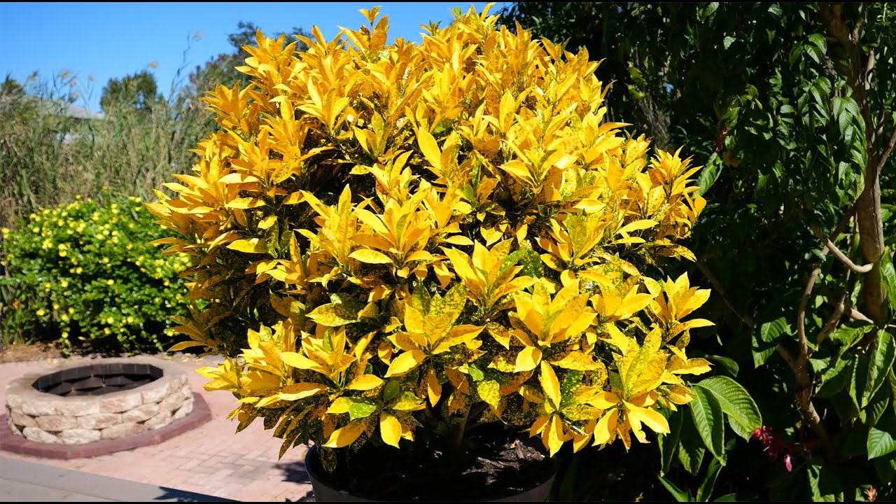 Gold Dust care, propagation, maintenance