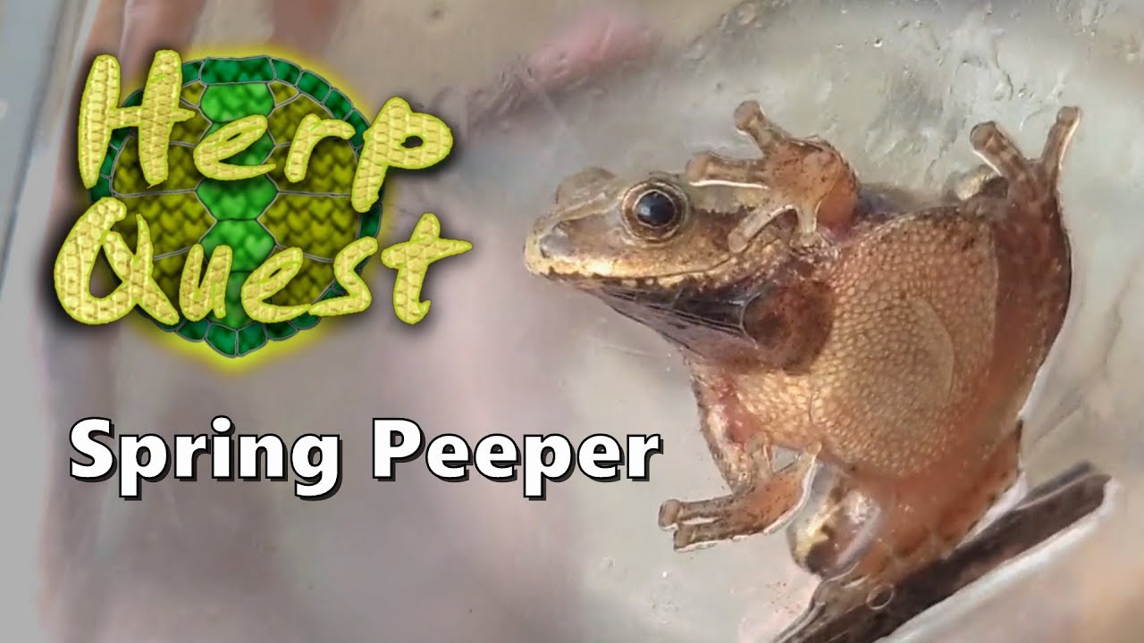 Spring Peeper - Herp Quest #8 (Herpetology Education)