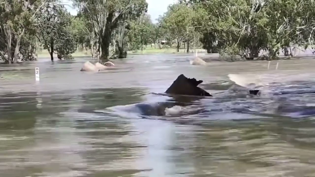 Brisbane Floods 2022: The hidden dangers of driving through floodwater