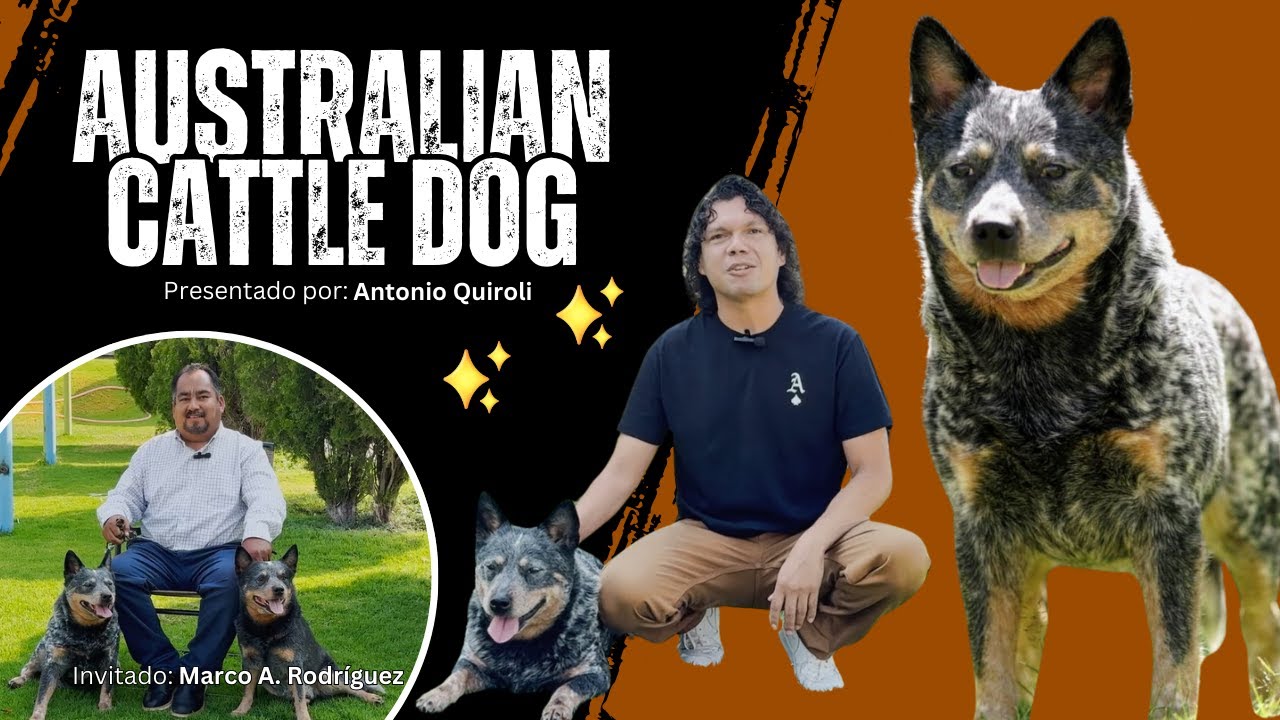Australian Cattle Dog, un perro no apto para cualquiera | Los RecomendaDogs Temp 2 Ep. 3