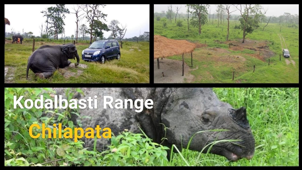 CHILAPATA  jungle safari । Kodalbasti  । Mendabari  ।  ELEPHANT safari #jaldapara #elephant