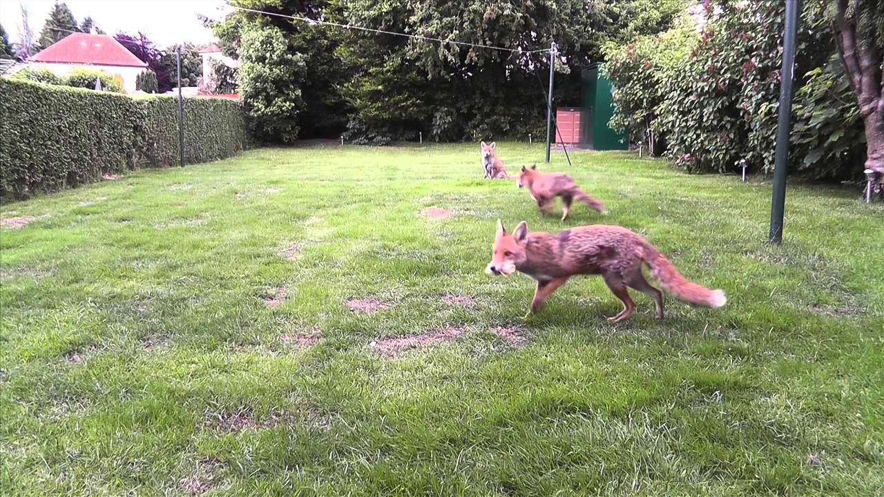 Glasgow Foxes Feeding - More Arrive!