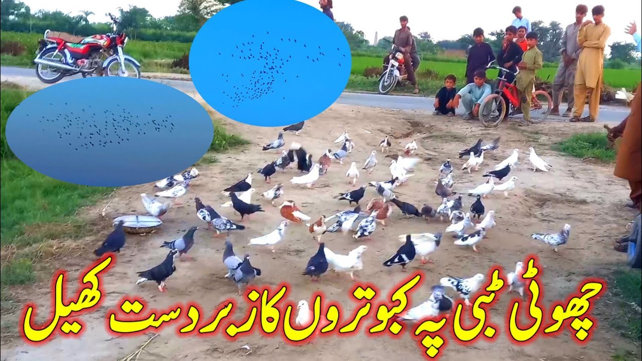 Chohti Tebbi pe Kabutaron ka Kheayl | Pigeon videos