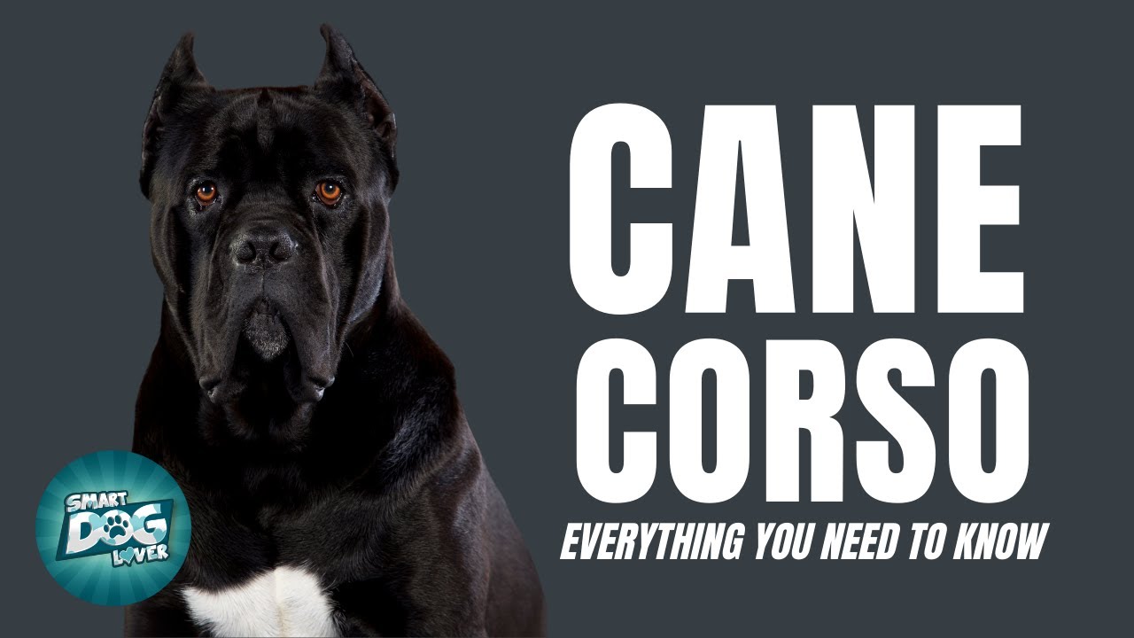 Cane Corso | Dogs 101 - Must Know Facts for the Owner
