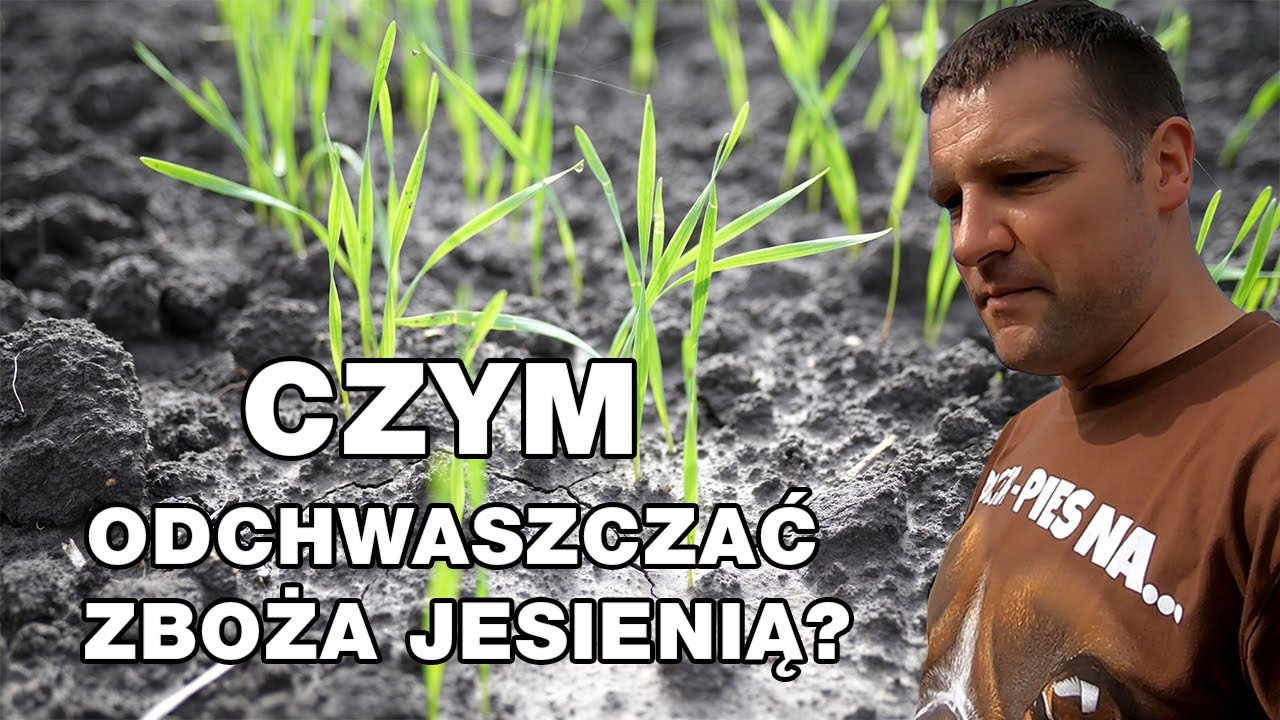 Czym odchwaszczać zboża jesienią?