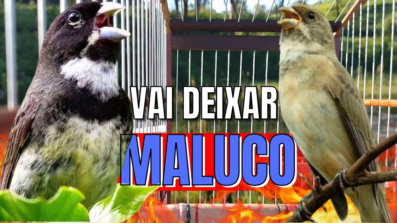 COLEIRO TUÍ-TUÍ COM FÊMEA CHAMANDO PARA ESQUENTAR COLEIRO FRIO E ENCARTE DE COLEIRO TUI TUI