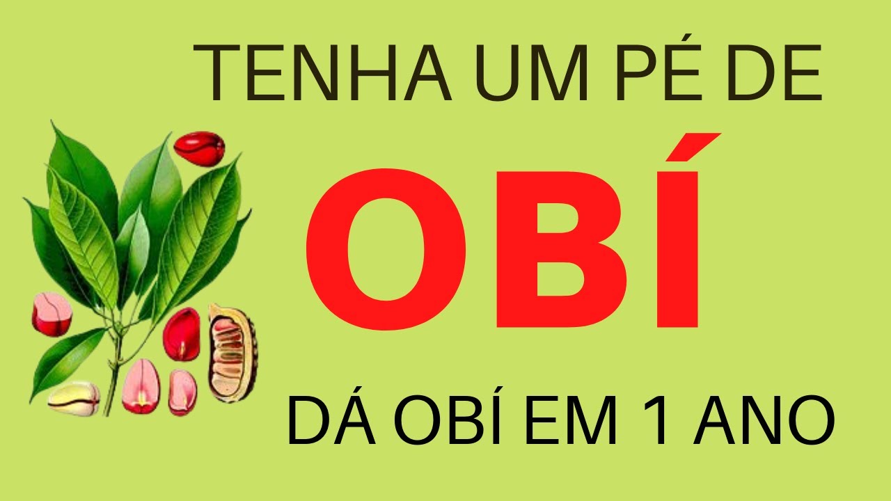 Como plantar Obí e colher em até um ano. Tudo sobre Obí, o fruto sagrado #1