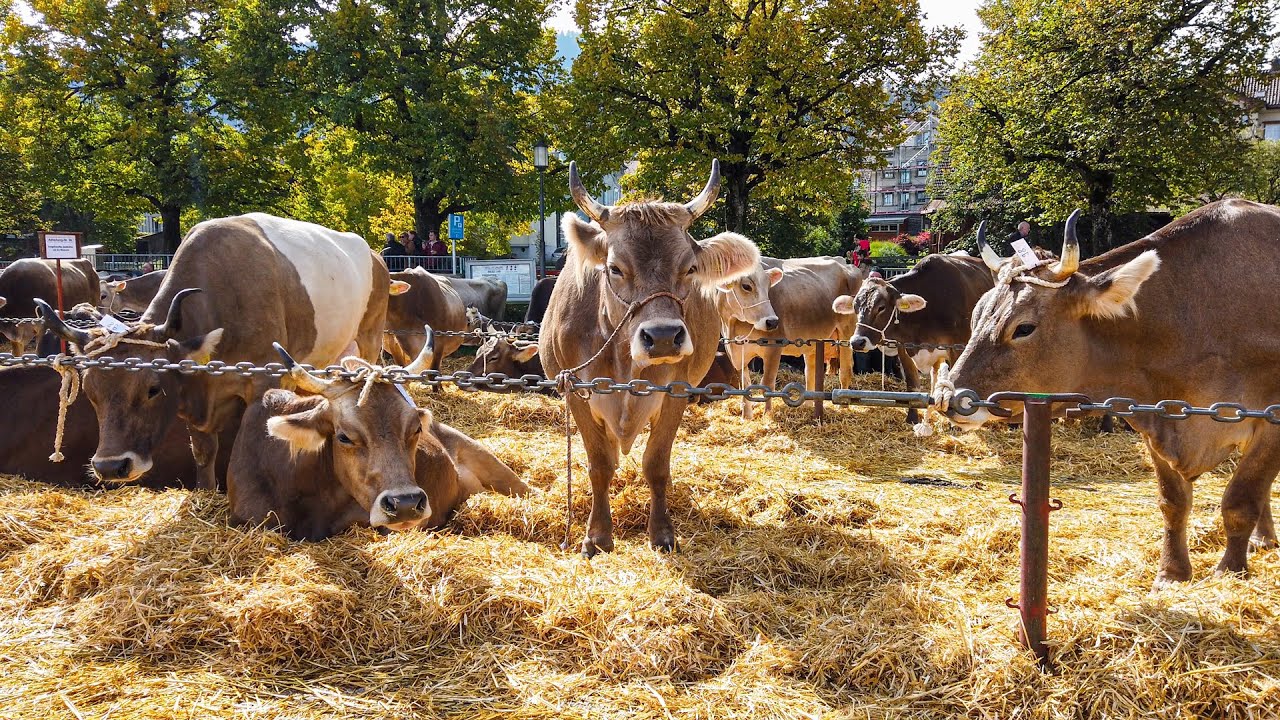wonderful Swiss custom🇨🇭the cows at the cattle show 🐮 cattle drive - award ceremony - yodeling 🫶