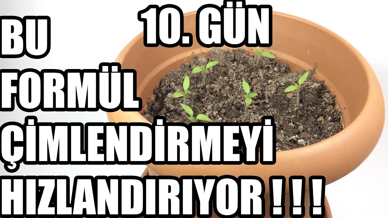 Biber Tohumu Çimlendirme | Soğan Kabuğu İle !