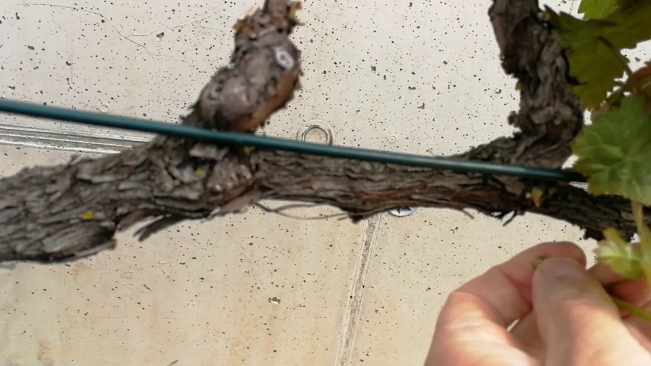 Réva vinná: Jarní redukce