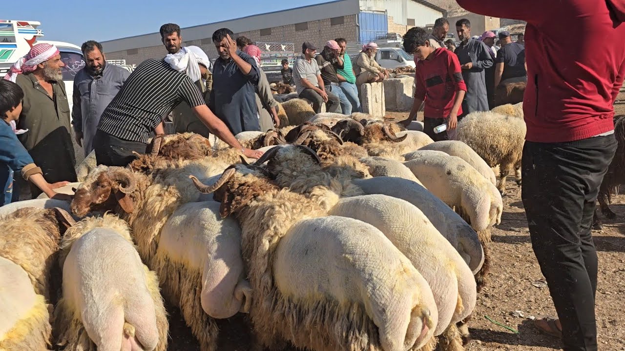 سوق الغنم في مدينه الدانا 1\9\2025 تحسن في اسعار اللحم خاروف فطيمه نعجه والطلب عاالبطاعه الخفيفه 