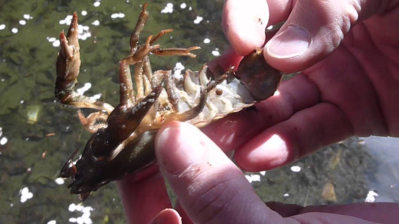 Cangrejo de río autóctono (Austropotamobius pallipes). Mini-documental.