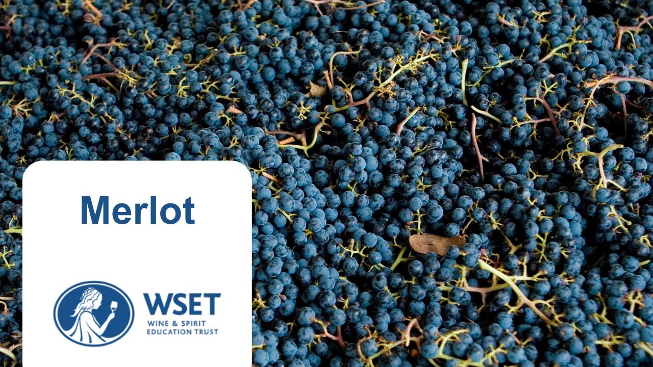 Merlot & Pétrus : du vin de copains au mythe de Bordeaux | WSET 2 🍷