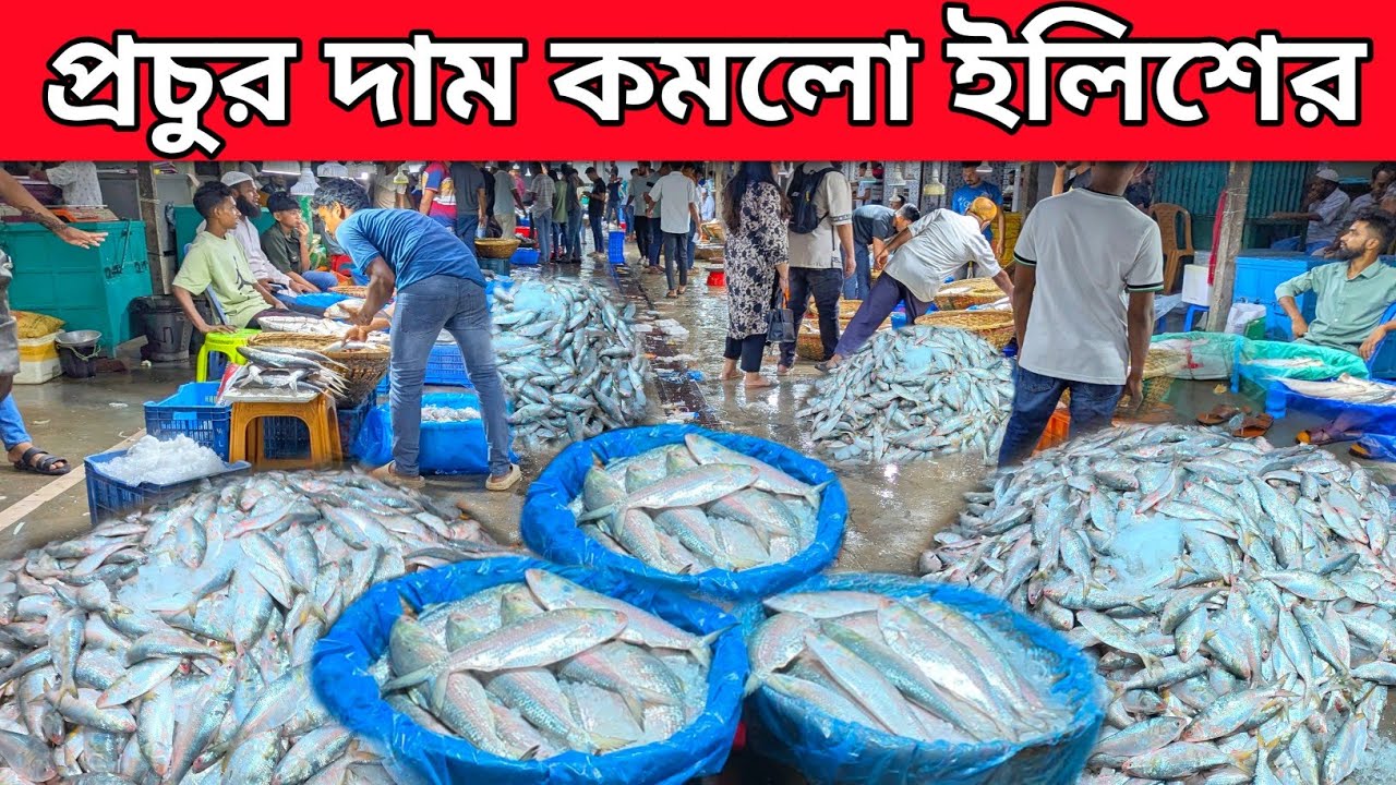 ব্যাপক পরিবর্তন ইলিশের দাম চাঁদপুরে। দাম কমতেও খুচরা বাজারে মাছের দাম ঊর্ধ্বগতি ilish price Chandpur