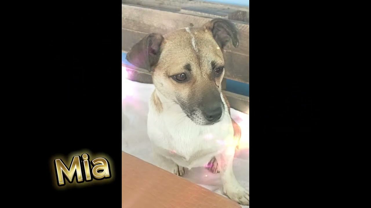 Mia 💕 Eine kleine Hündin auf der Suche nach Liebe