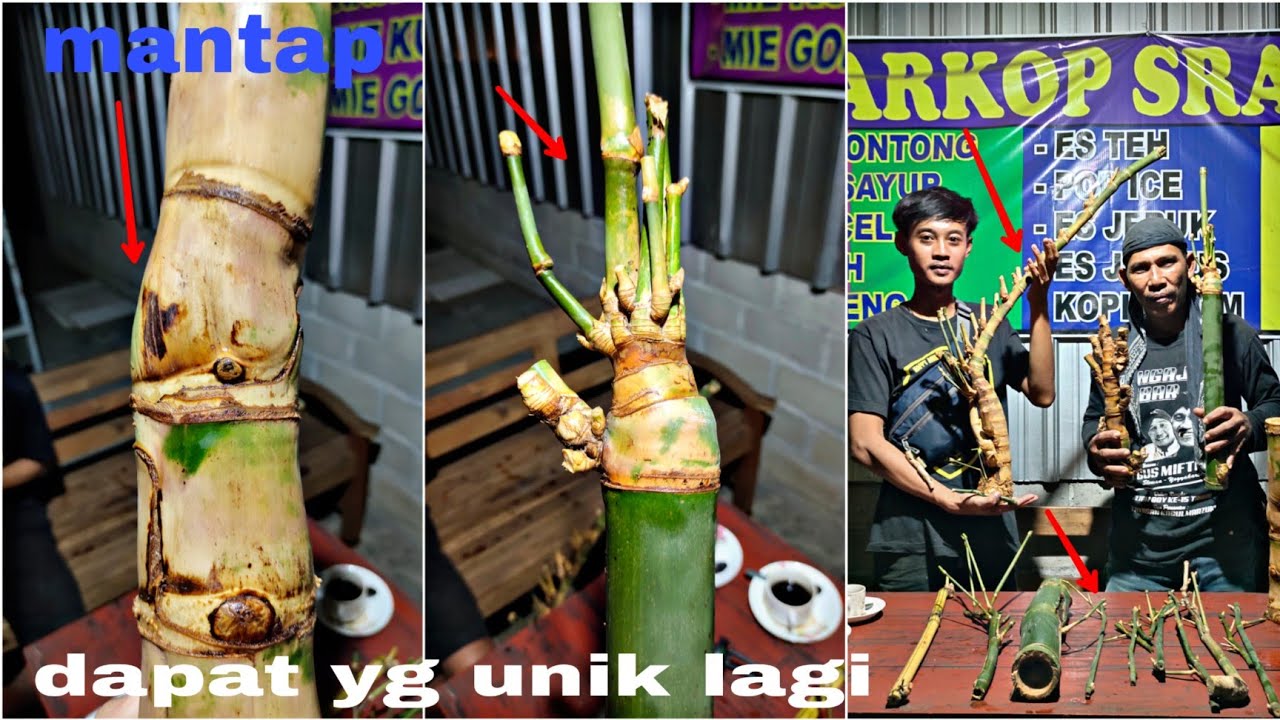 MISTERI NGEBOLANG BAMBU UNIK DAPAT BAMBU UNIK SAMBUNG ROSO RAJUT SUKMO DLL