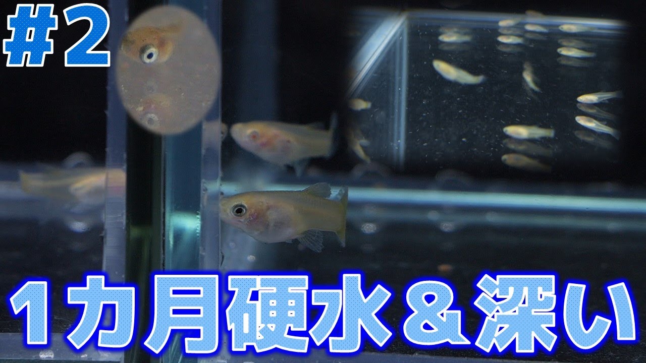 【週間記録】水深が深い硬水環境でグッピーを1ヶ月飼育してみた【ふぶきテトラ】