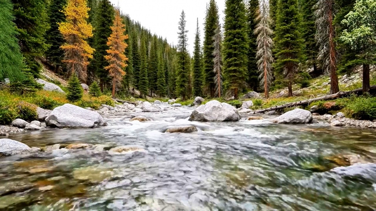 Fresh River Water Sounds, Soft Birds Chirping, Calming Forest Ambience