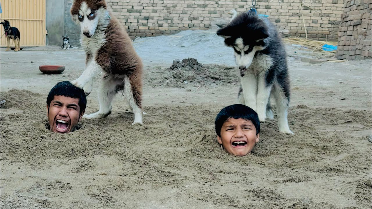 Surviving 24 hours Underground 😳 | dogs ny kaat deya 🥺
