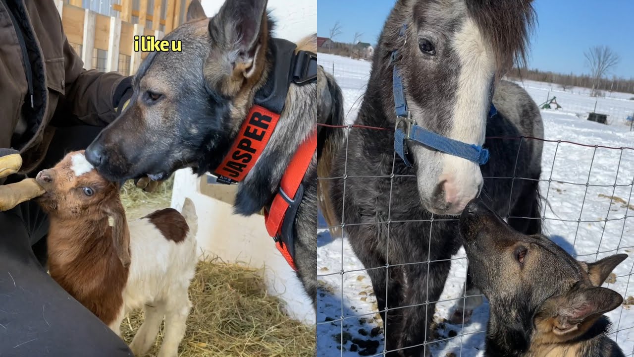 Dogs Meet Baby Farm Animals