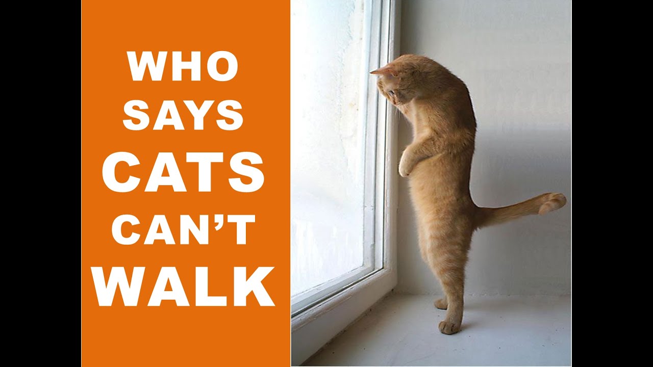Fail of the day June 2016 Funny Cats || FailTrends