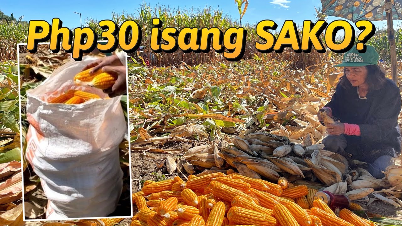 Corn Farming - Anihan ng Mais | San Carlos City, Pangasinan