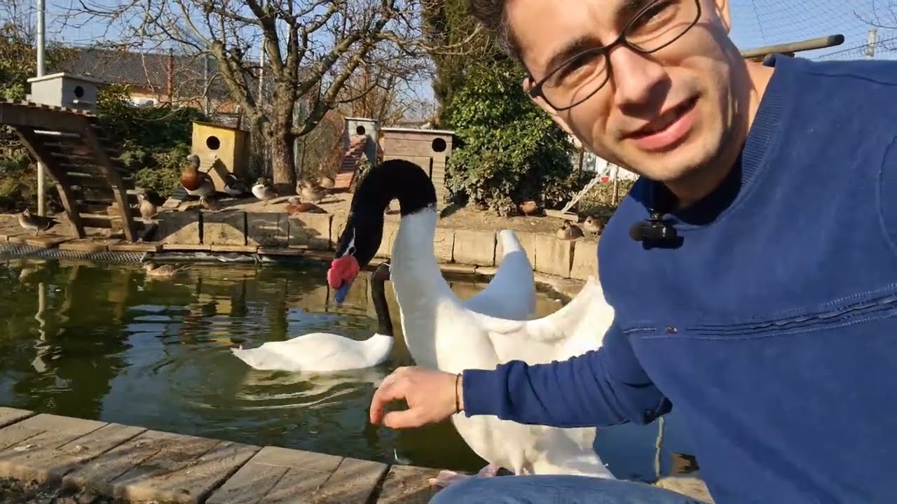 Viața la țară - Surpriză mare unde am ajuns? Sute de păsări exotice la un crescător din Arad