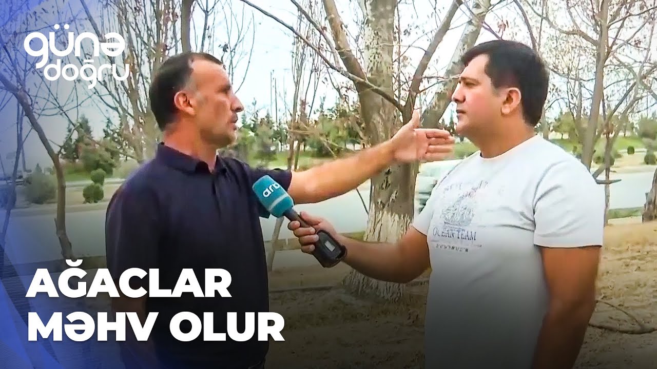 Günə doğru | Nübar qəsəbəsində ağaclar məhv olur