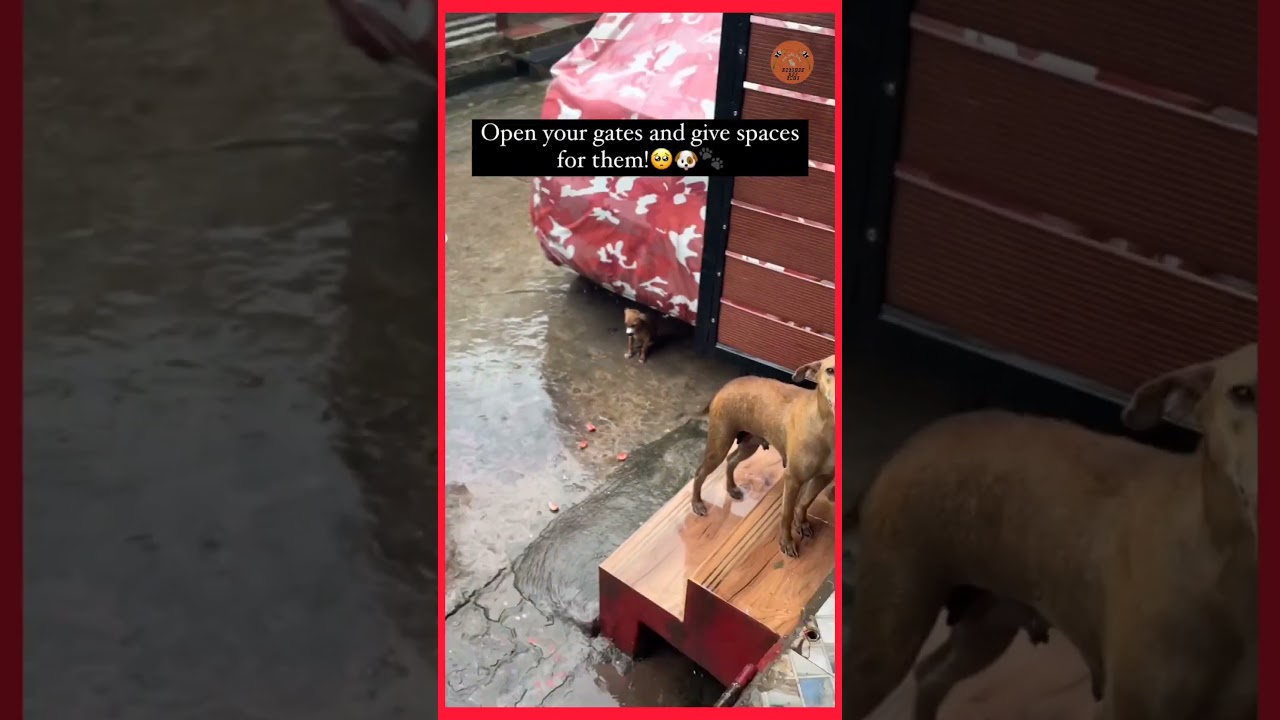 Mother dog asking help for her baby during fengal cyclone......#fengalcycloneupdate