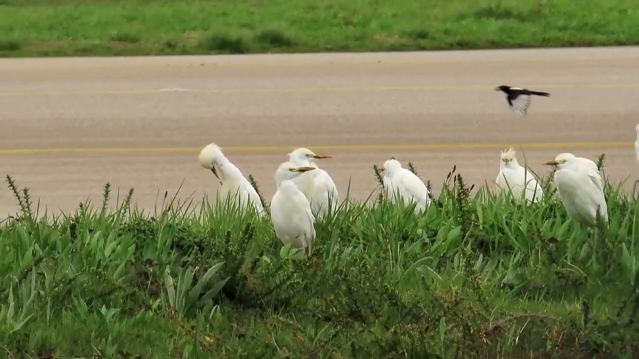Lindas aves relaxar ao som desta lindas baladas 
