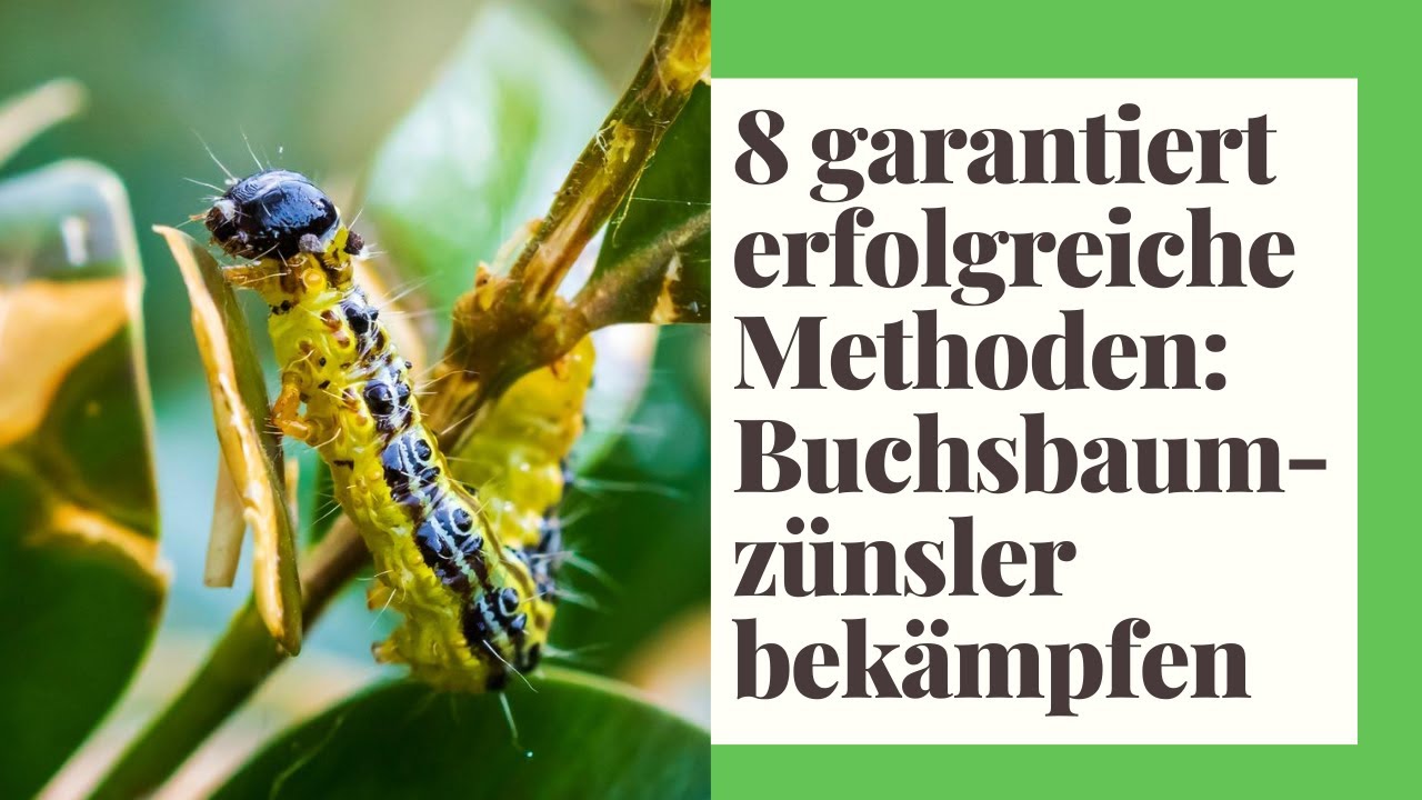 8 GARANTIERT erfolgreiche Methoden - Buchsbaumzünsler bekämpfen