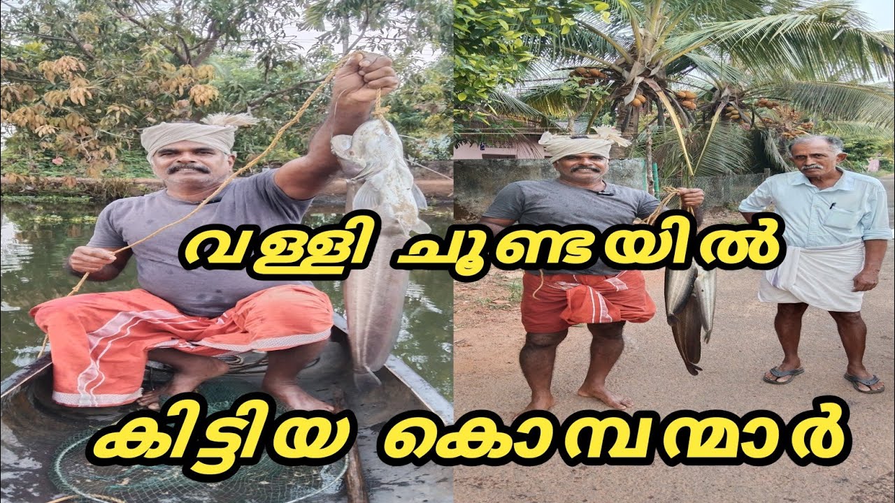 വള്ളി ചൂണ്ടയിൽ കിട്ടിയ കൊമ്പന്മാർ .....@ldandrdmedia604