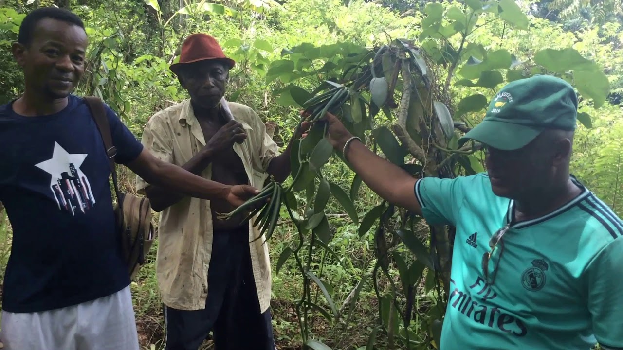 Amada Exotic : Visite de la vanille à Nosy Komba