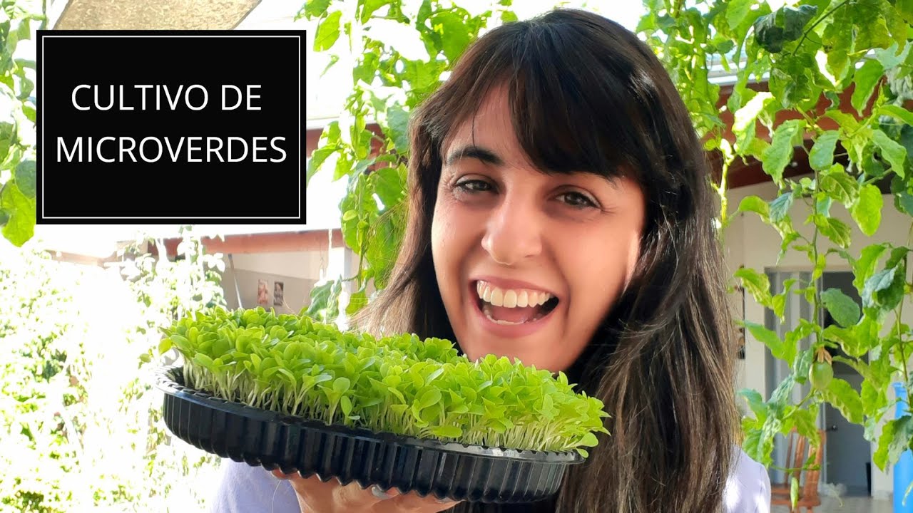 Cultivo de microverdes ou microgreens