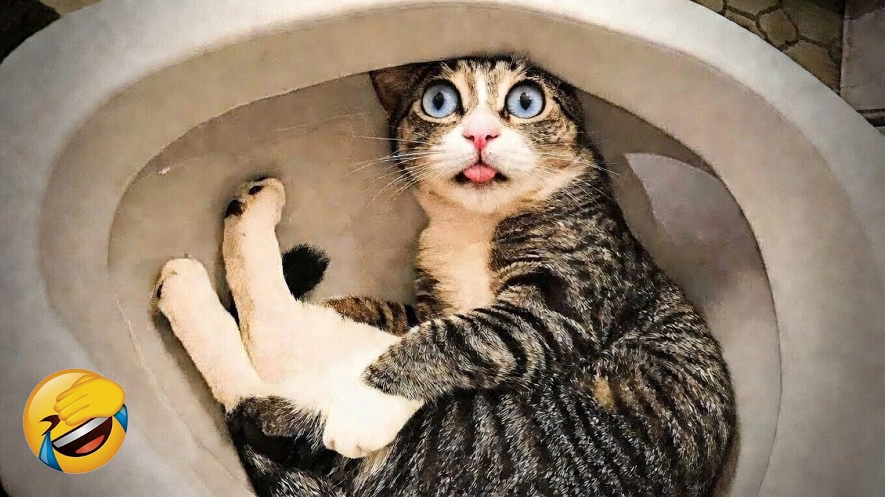 Laugh until it hurts with these crazy Cats and Dogs 🤕😂