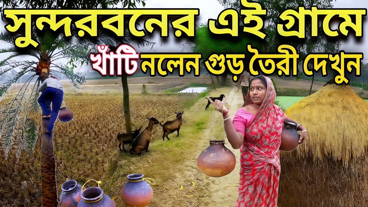 সুন্দরবনের সুন্দর একটি গ্রামের জীবন যাত্রা | খাঁটি নলেন গুড় তৈরী|Nalen Gur Making| Sundarban Village