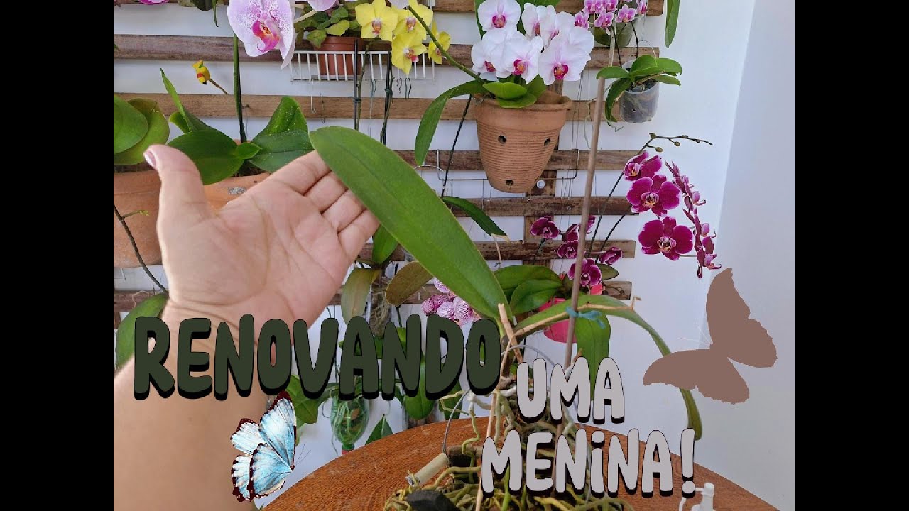 Renovando Uma Menina!