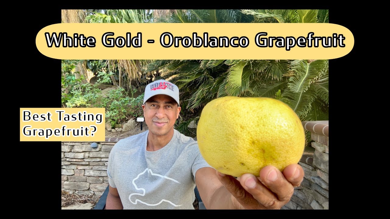 Oroblanco. The Sweetest Grapefruit?
