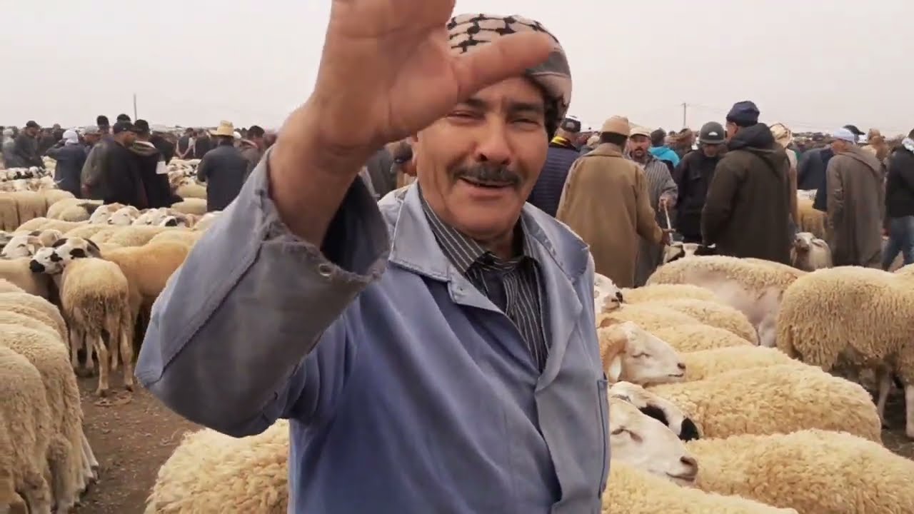 من سوق الغنم مزوارية وجدة أثمنة مناسبة خيرالله موجود العيد الأضحى🐏  بتاريخ 12/5/2024