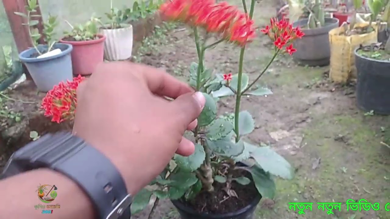 কেলাঞ্চু ফুলের পরিচয় ও যত্নে সেরা মাটি তৈরির গোপন কৌশল | Kalanchoe Care Guide.