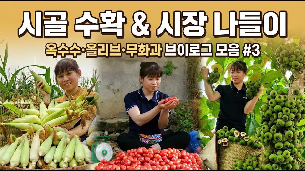 시골에서 수확하고 시장으로 가는 하루｜옥수수·올리브·무화과 수확 브이로그 모음 #3
