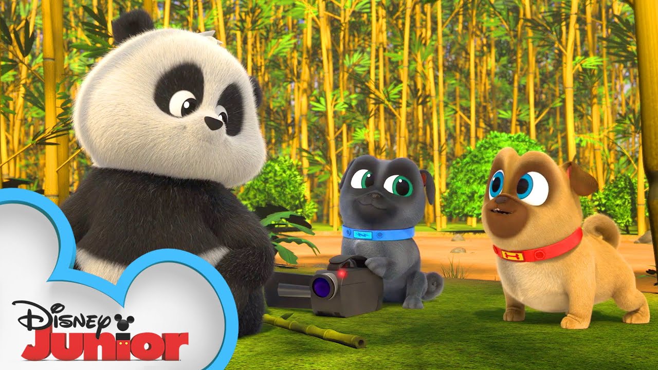 Bingo and Rolly Meet a Panda 🐼  | Puppy Dog Pals | Disney Junior