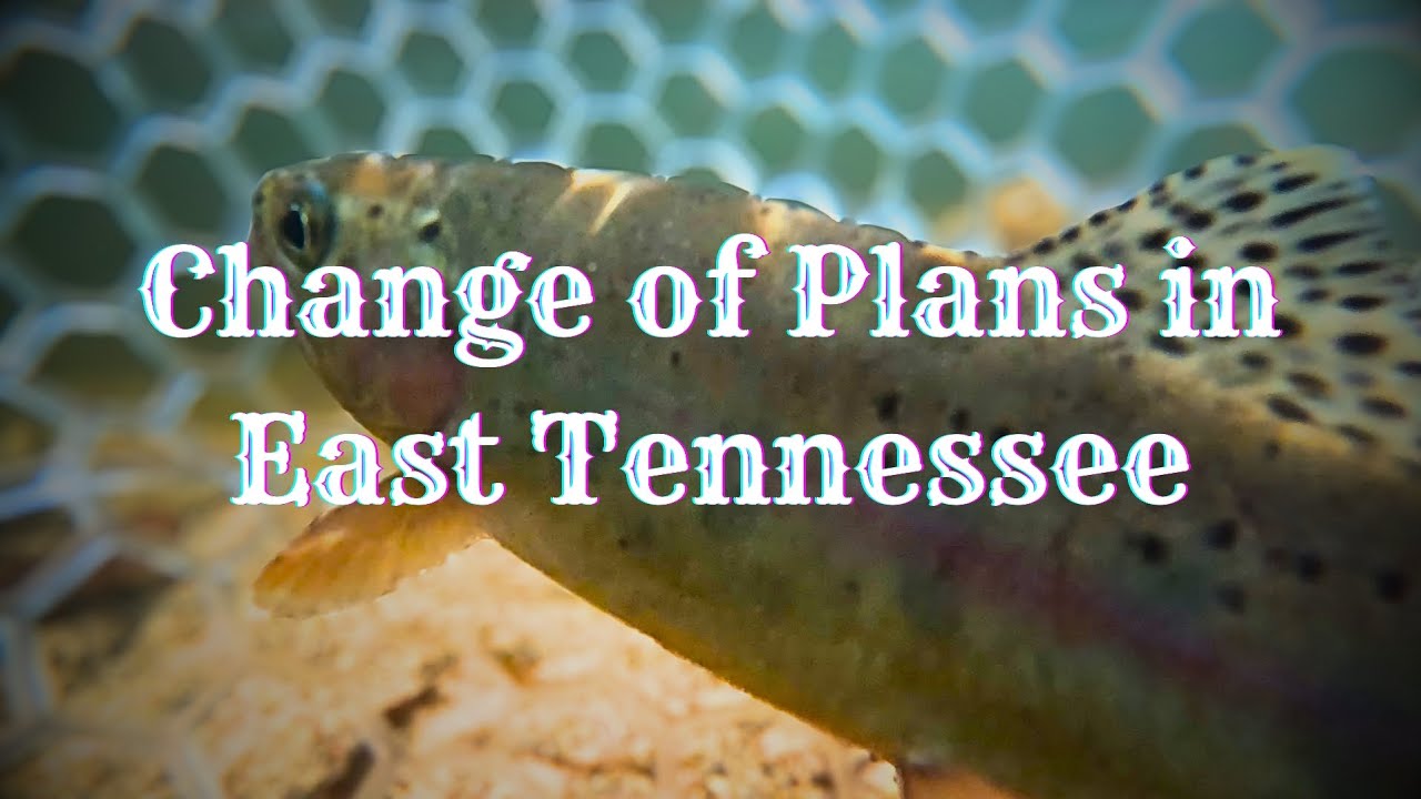 Dry dropper vs. Euro Nymping and a very special rainbow trout in East Tennessee 